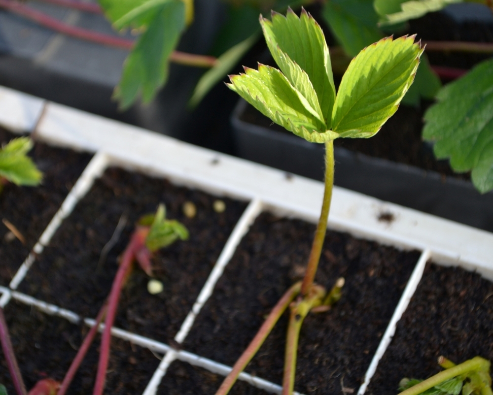 Beekers Berries breeding