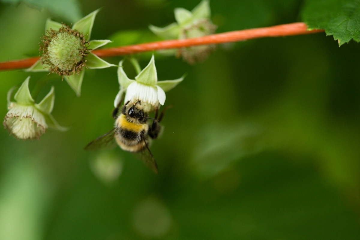 Bloemetjes en bijtjes