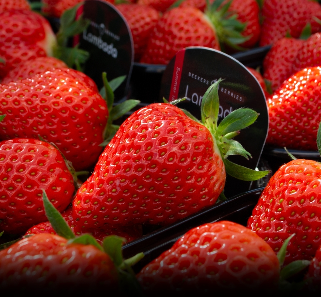 De lekkerste aardbeien