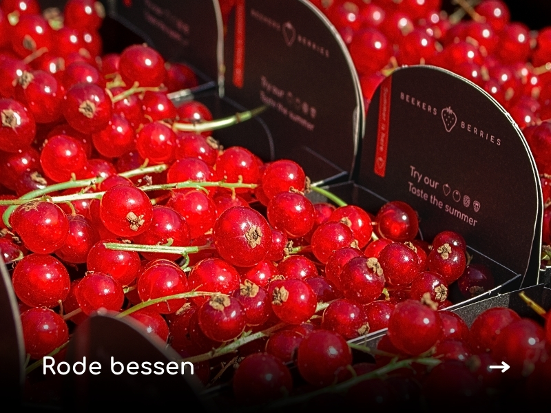 Rode bessen