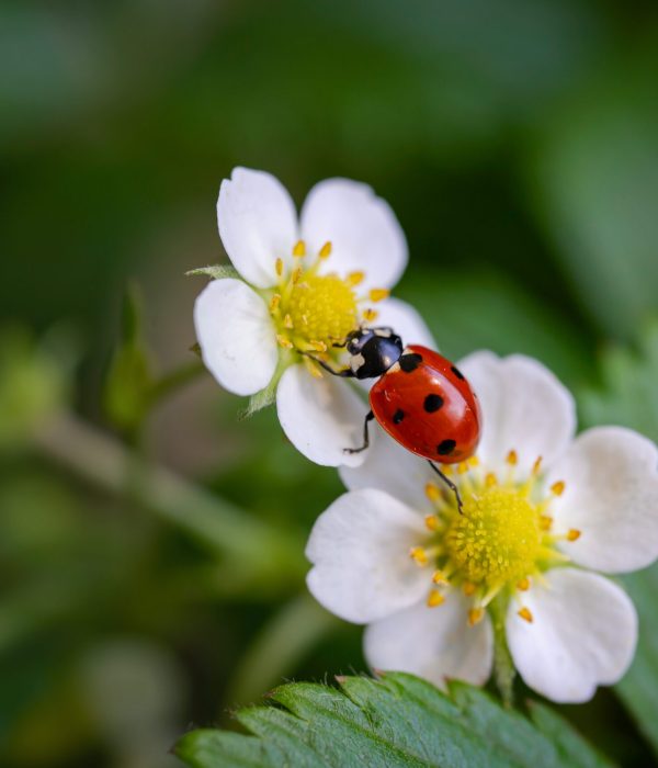 Lieveheersbeestje op aardbeien plant